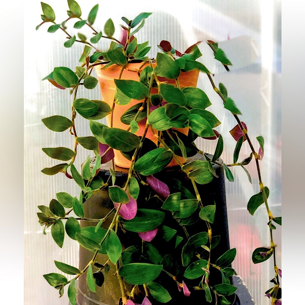 Variegated houseplants Bunny Bellies Plant fully rooted, Easy Care